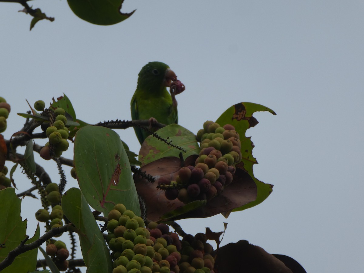 Orange-chinned Parakeet - Joseph Crane