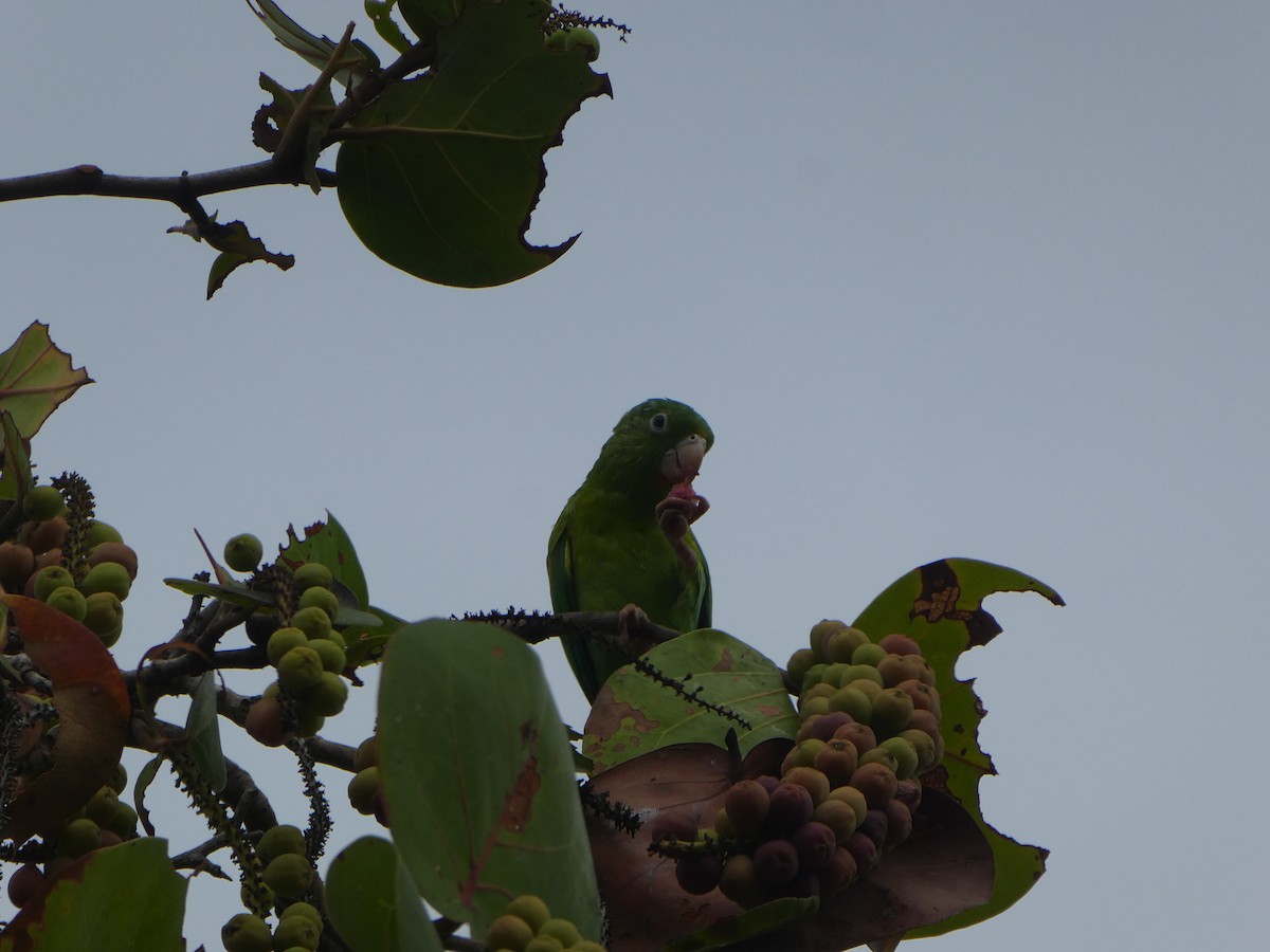 Orange-chinned Parakeet - Joseph Crane