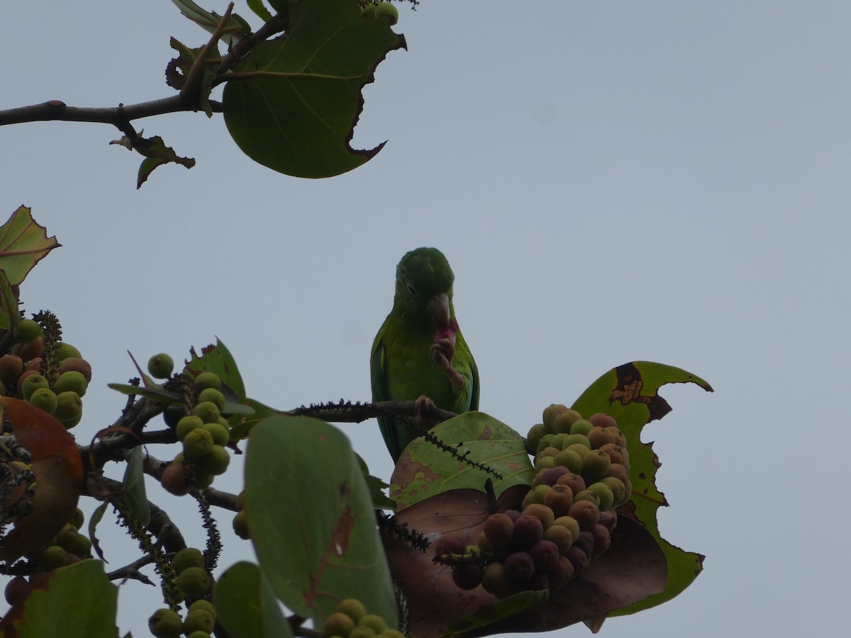 Orange-chinned Parakeet - ML619344375