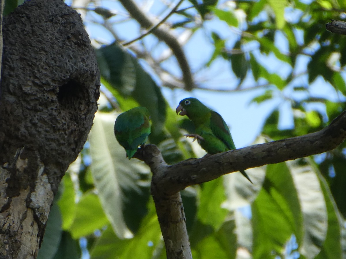 Orange-chinned Parakeet - Joseph Crane