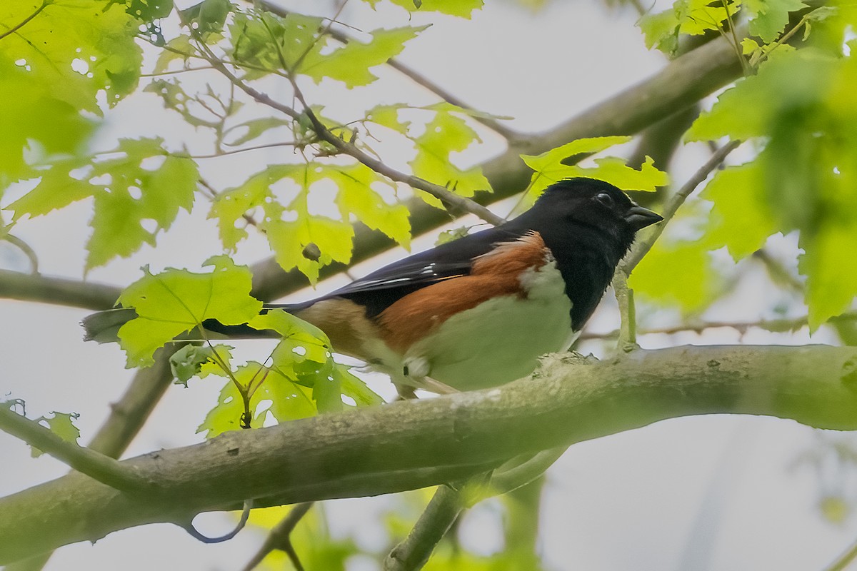 Eastern Towhee - ML619344391