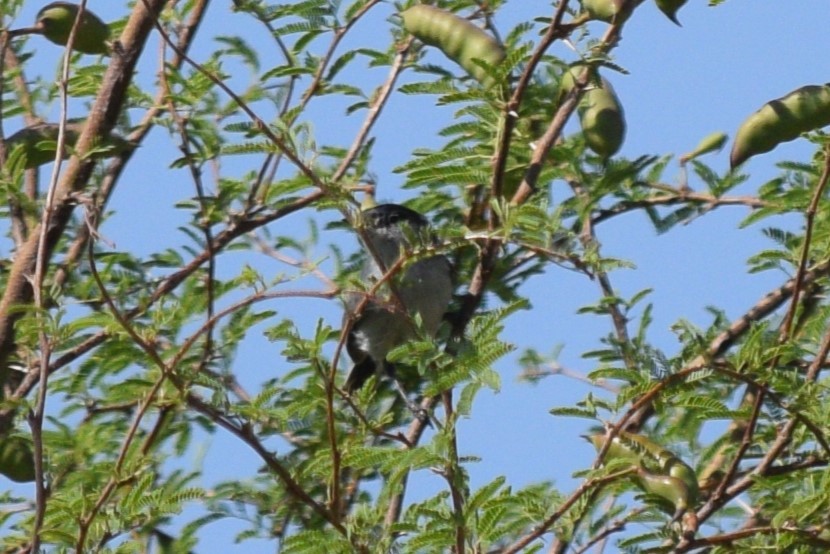 Black-tailed Gnatcatcher - William Harmon
