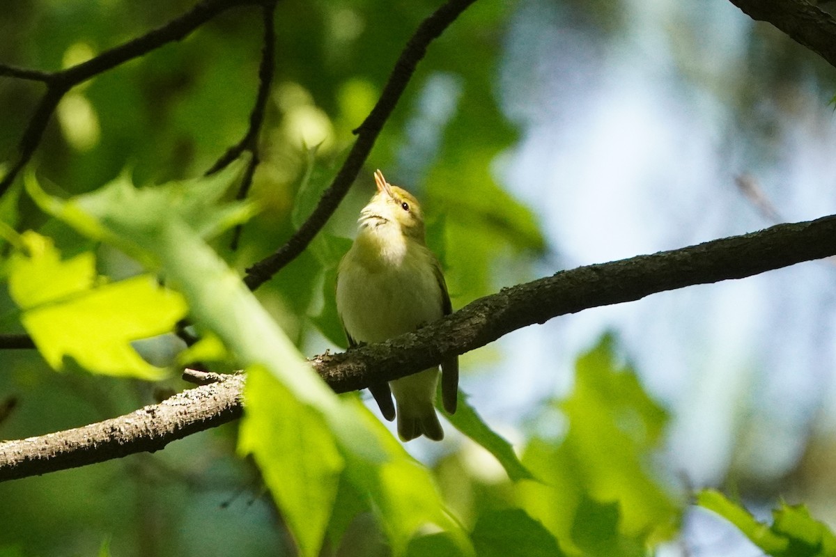 Wood Warbler - Anna Guliaeva