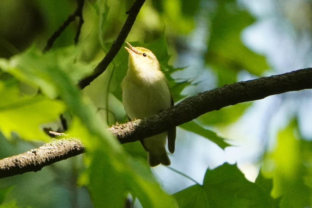 Wood Warbler - Anna Guliaeva