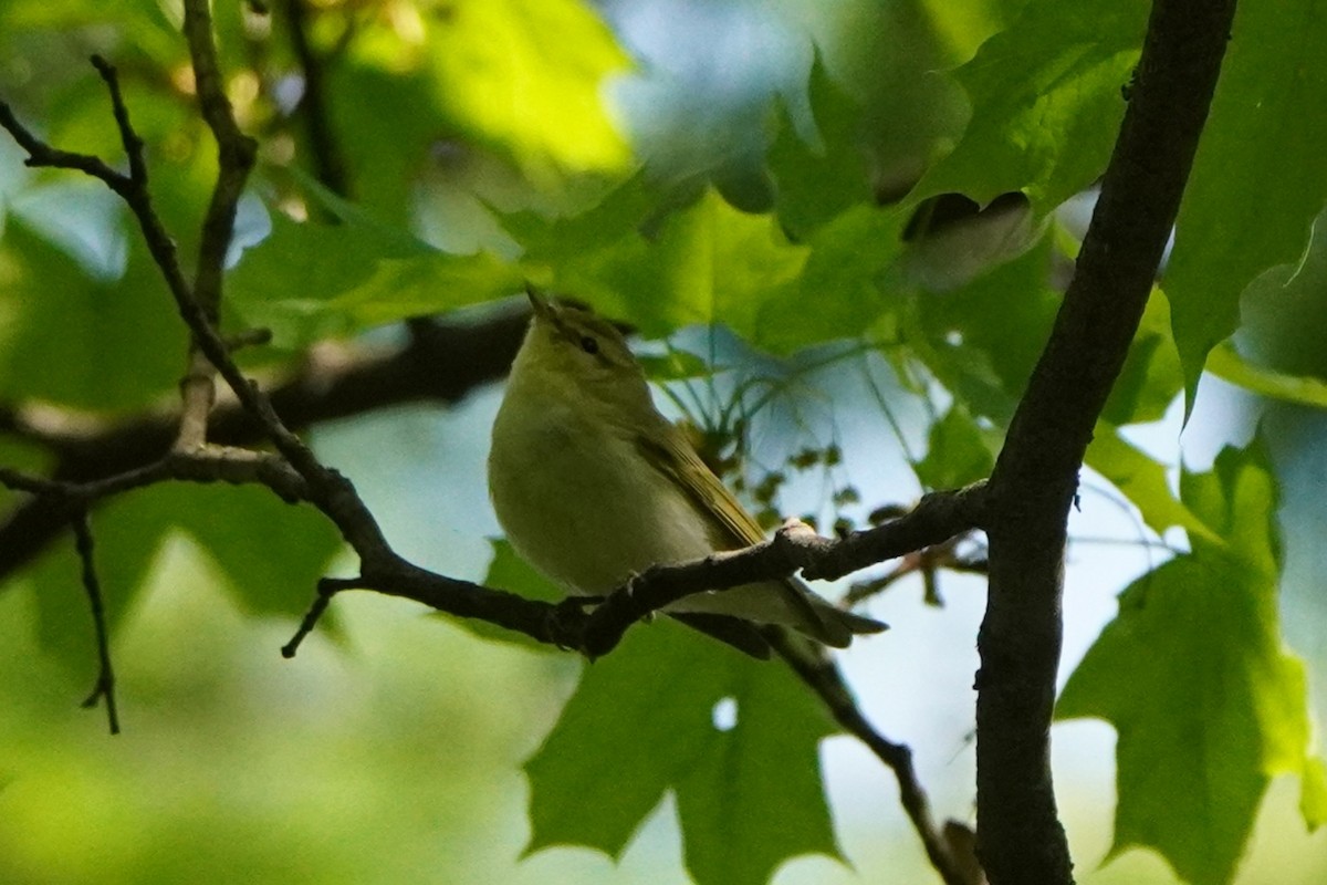 Wood Warbler - Anna Guliaeva