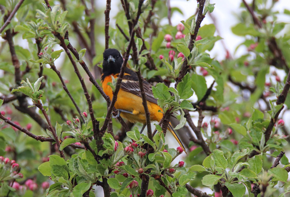 Baltimore Oriole - ML619344413