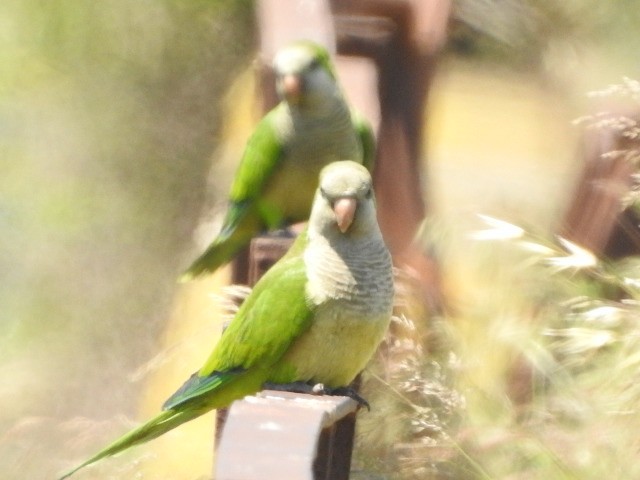 Monk Parakeet - alicia montesinos
