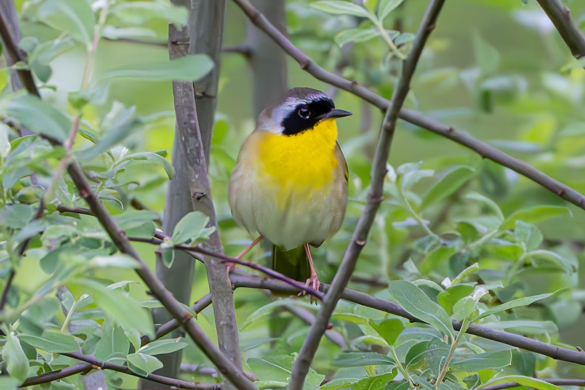 Common Yellowthroat - Shori Velles