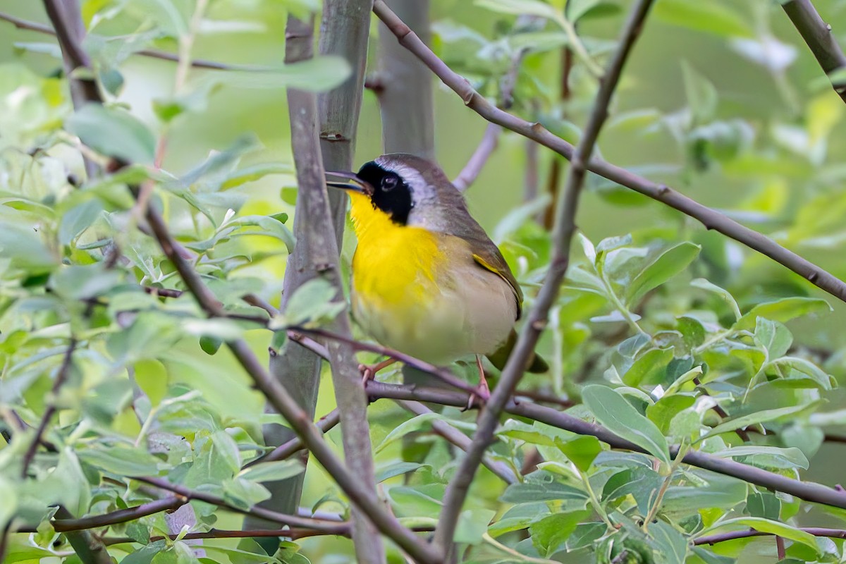 Common Yellowthroat - Shori Velles