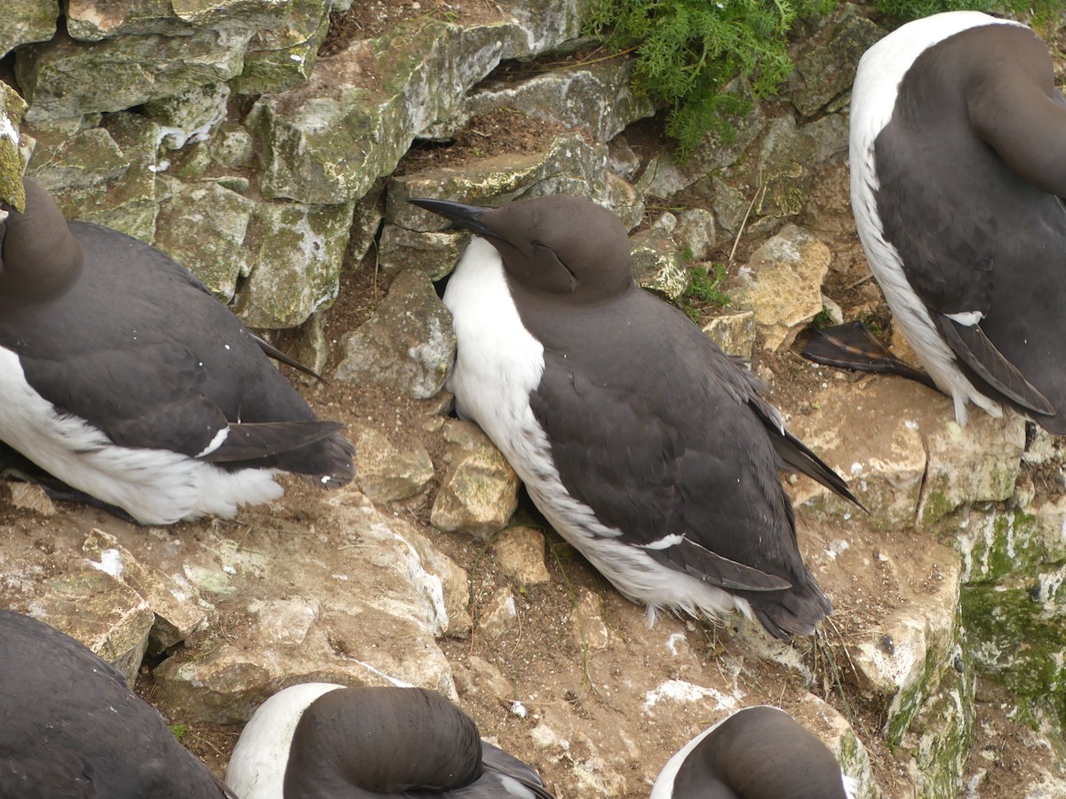 Common Murre - Duncan Wiseman