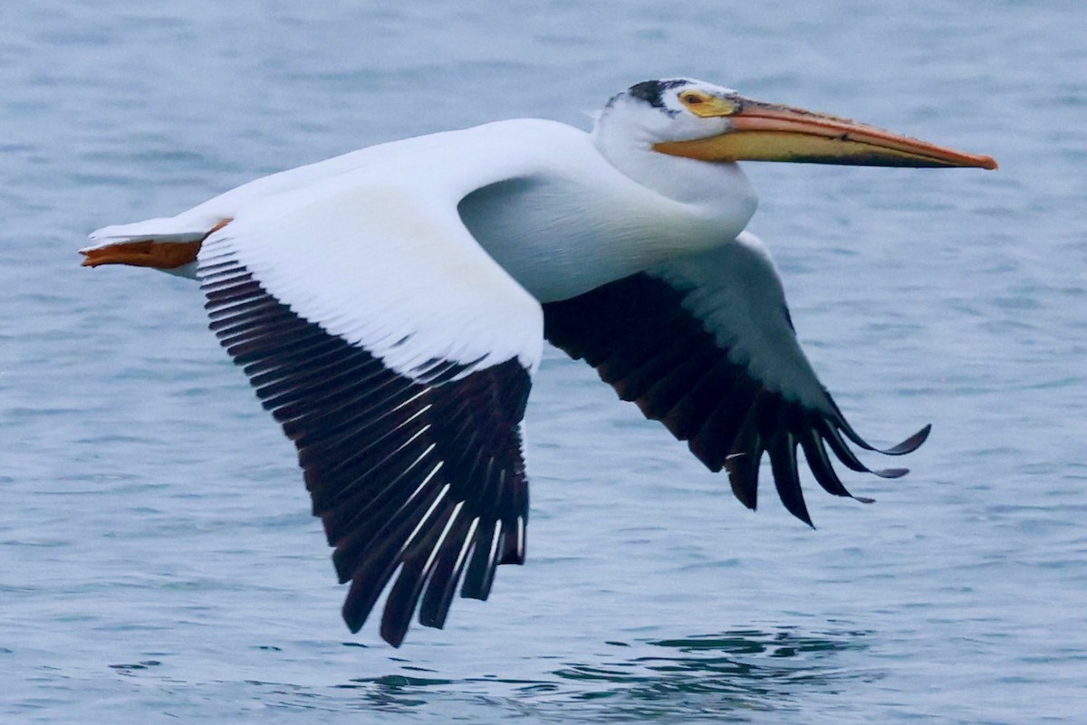 pelikán severoamerický - ML619344453