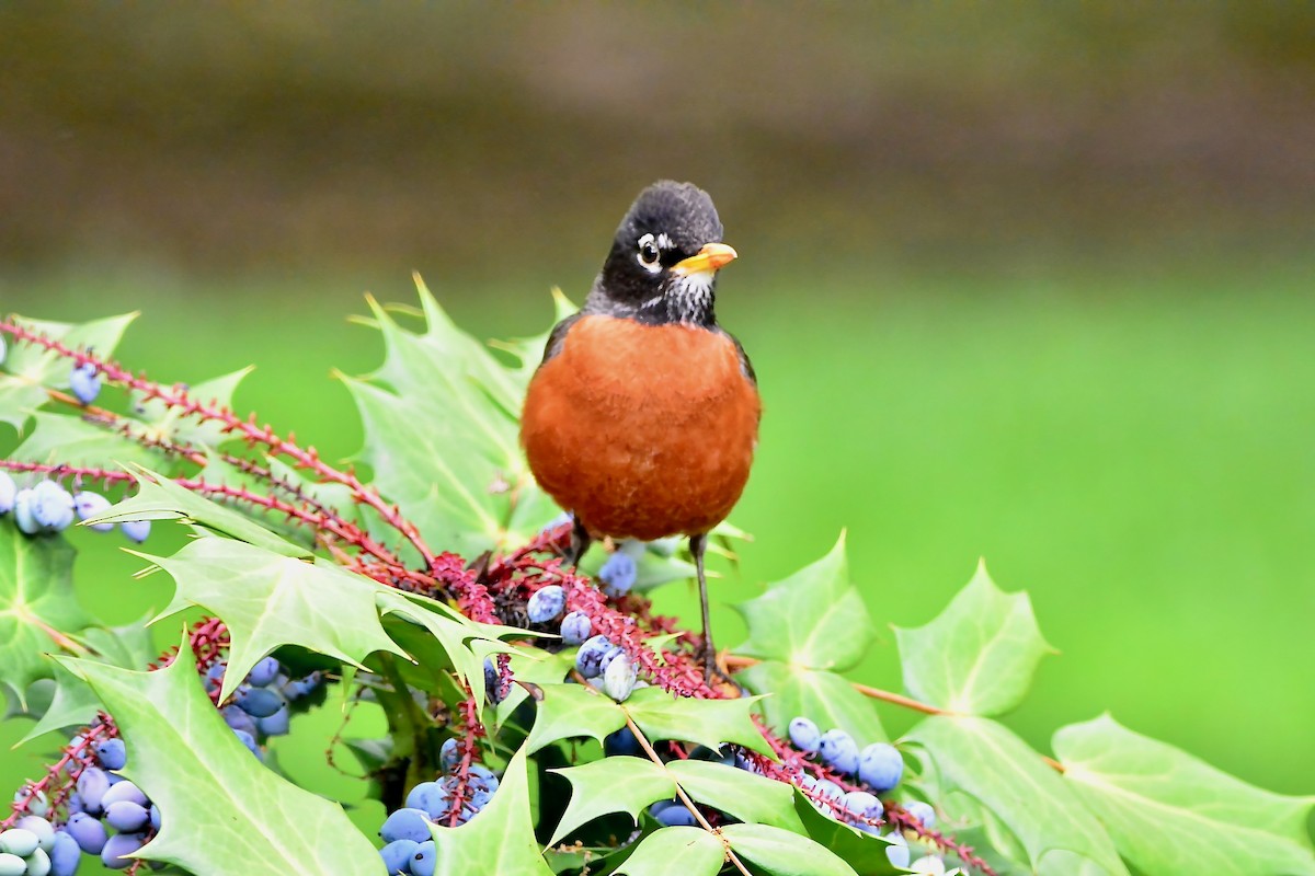 American Robin - Seth Honig