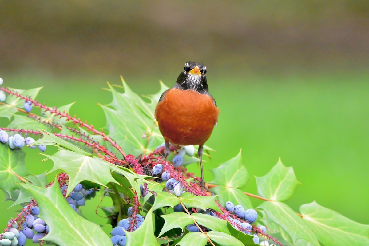 American Robin - Seth Honig