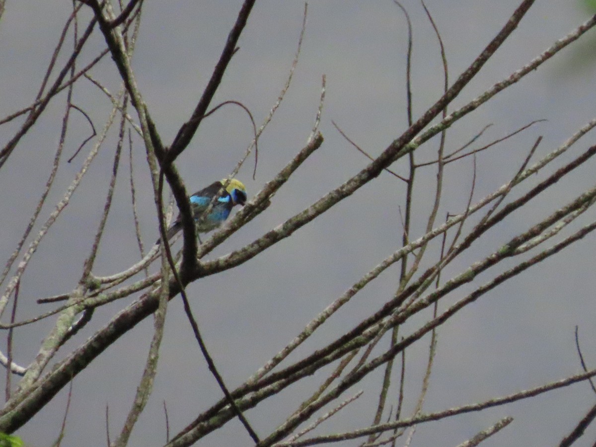 Golden-hooded Tanager - Randy Lynch