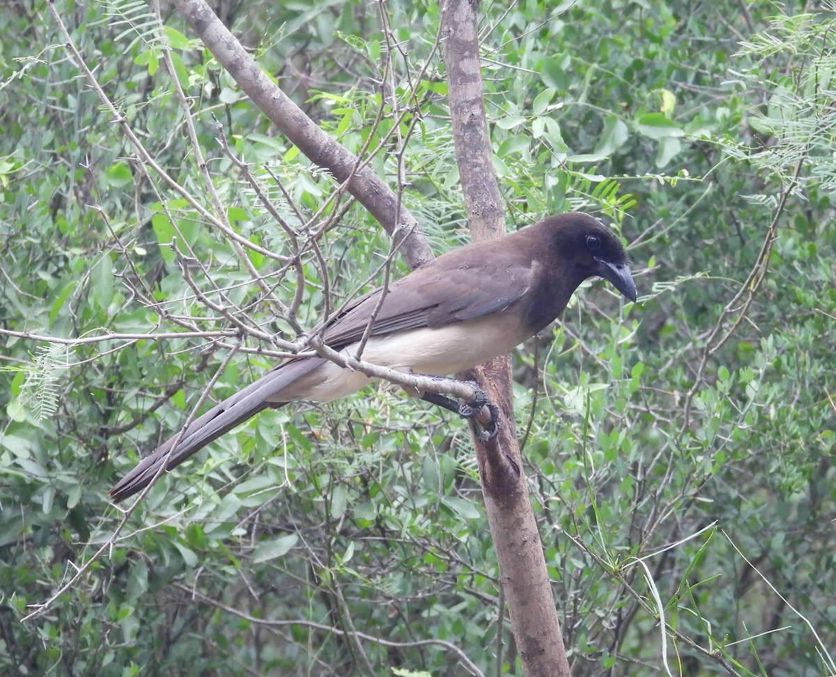 Brown Jay - ML619344477