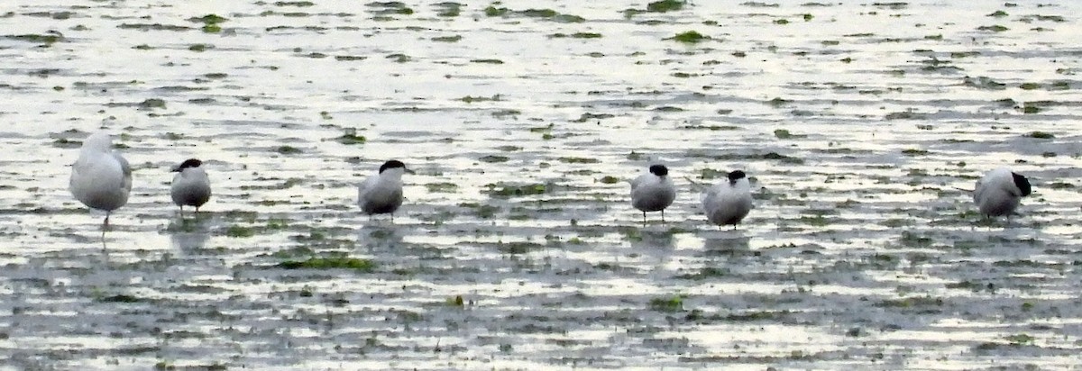 Common Tern - Jock McCracken