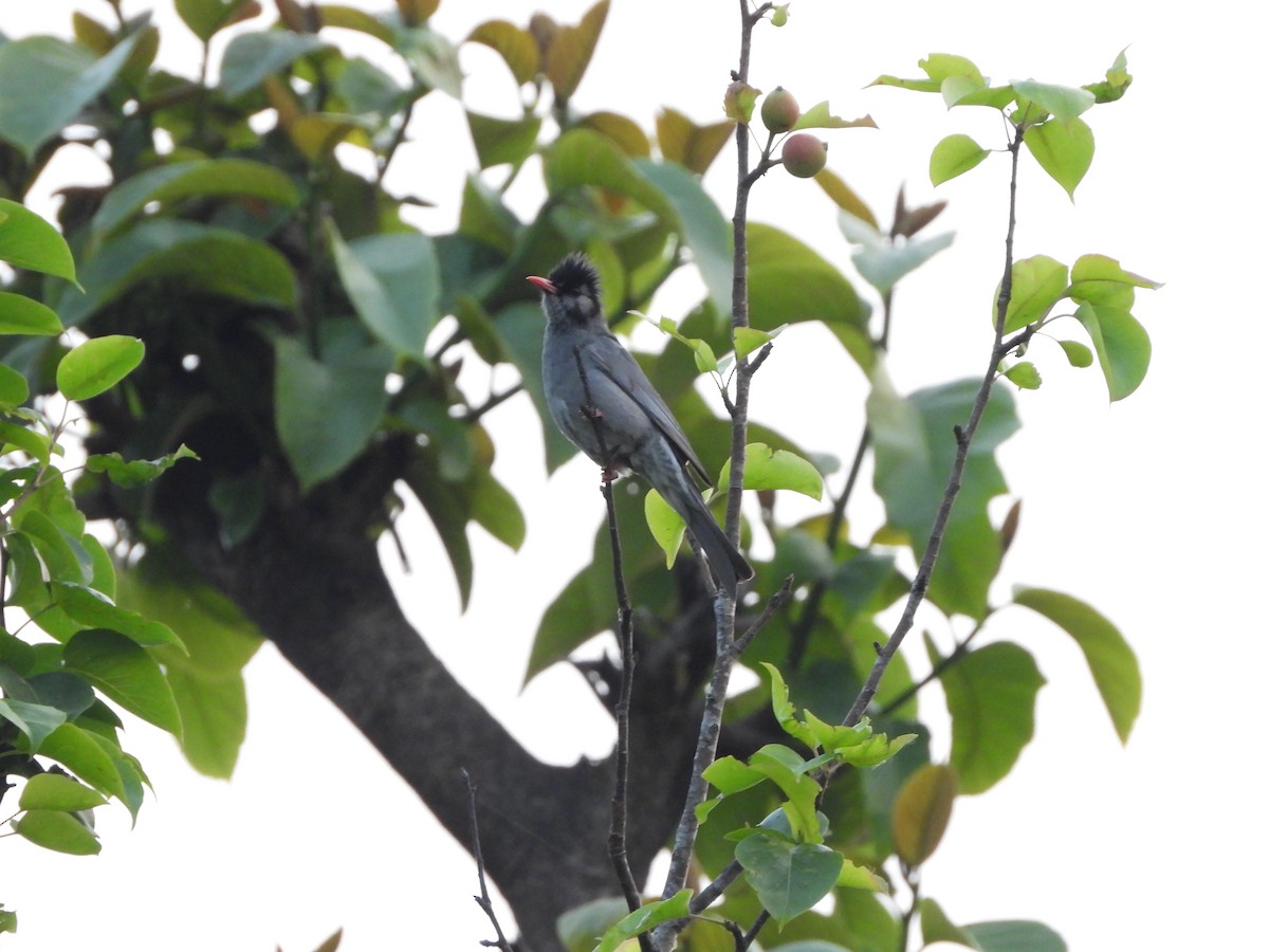 Black Bulbul - Veda Nadendla