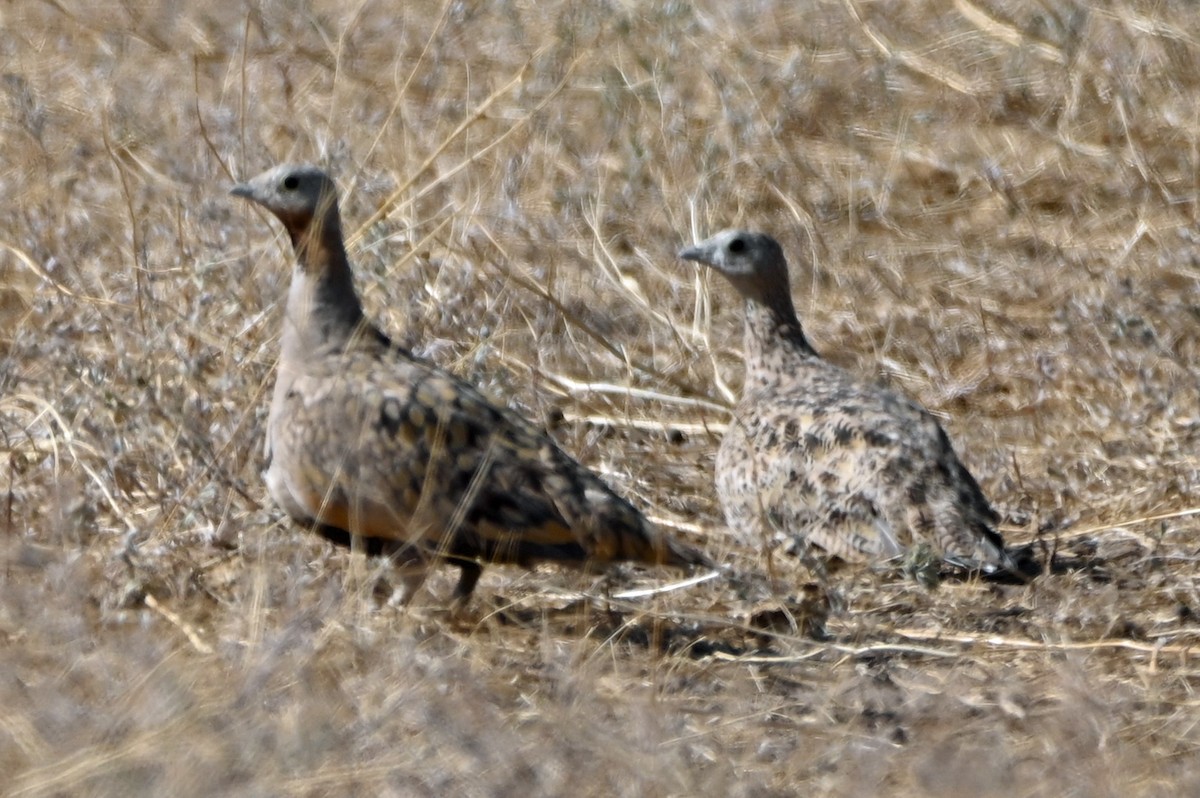 Black-bellied Sandgrouse - ML619344507