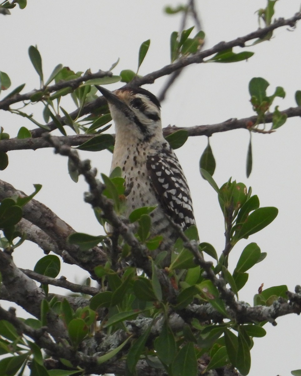 Ladder-backed Woodpecker - Jeff Miller