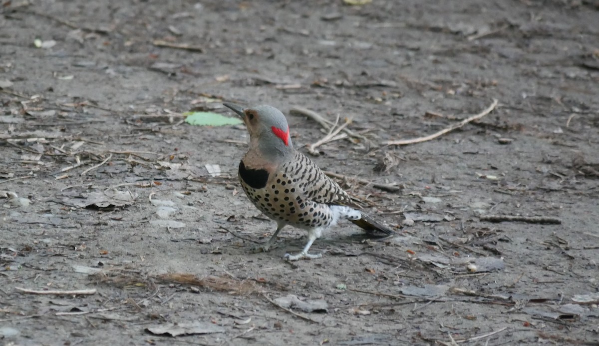 Northern Flicker - Carole Gilbert