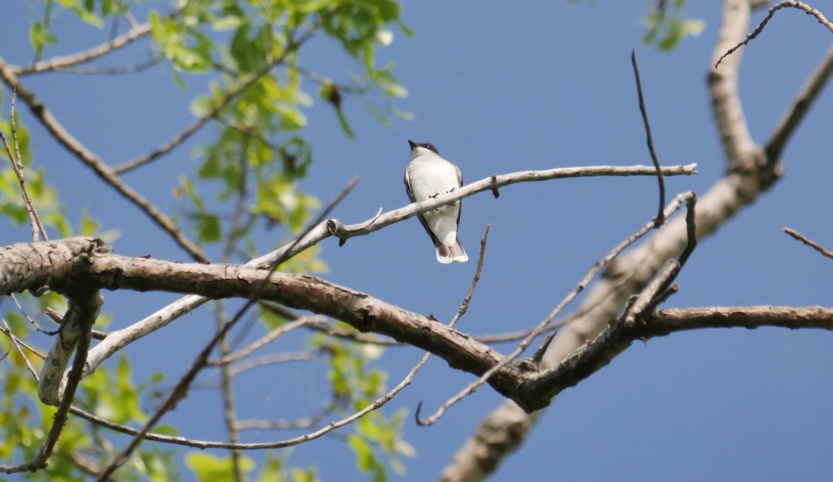 Eastern Kingbird - ML619344541