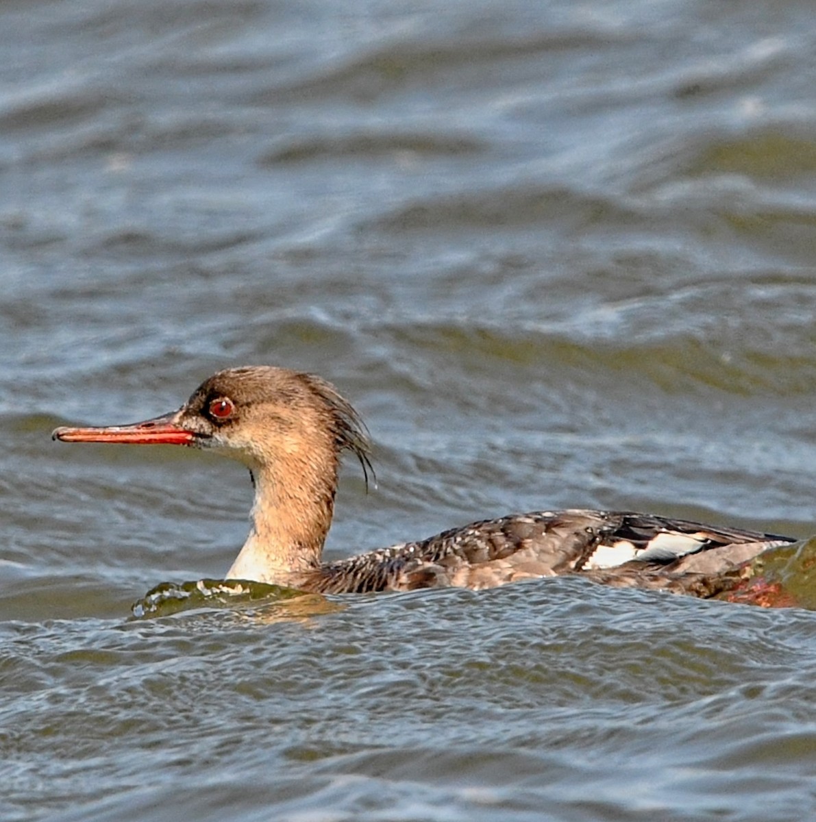 Red-breasted Merganser - Ryan Matthews