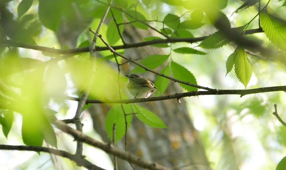 Red-eyed Vireo - ML619344548