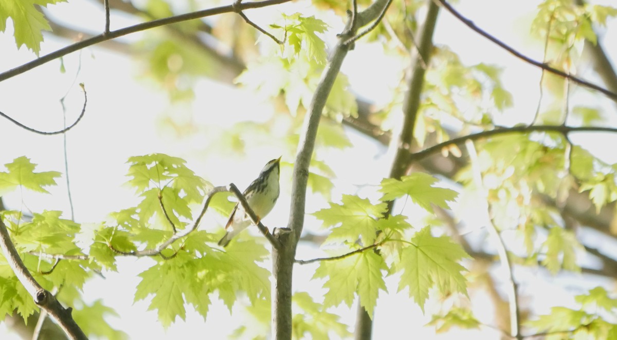 Blackpoll Warbler - Carole Gilbert