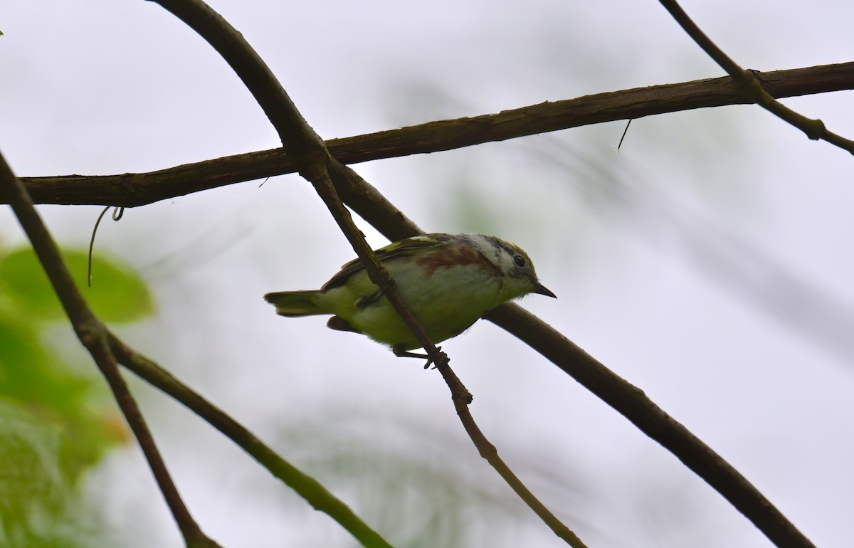 Chestnut-sided Warbler - Nui Moreland