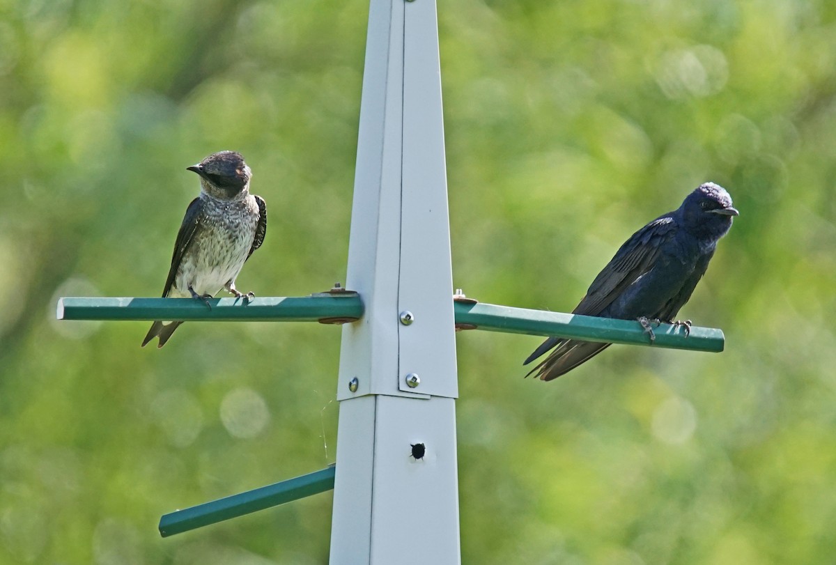 Purple Martin - Doris Guimond et Claude Gagnon