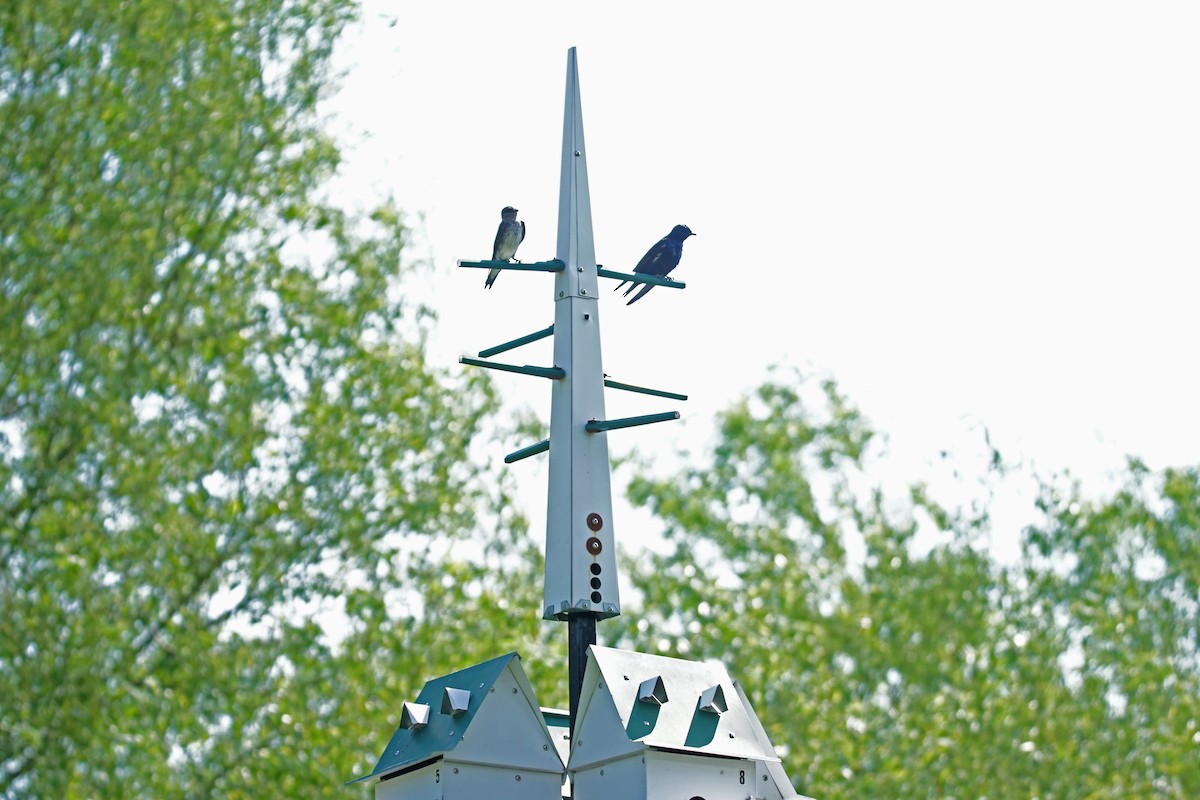 Purple Martin - Doris Guimond et Claude Gagnon