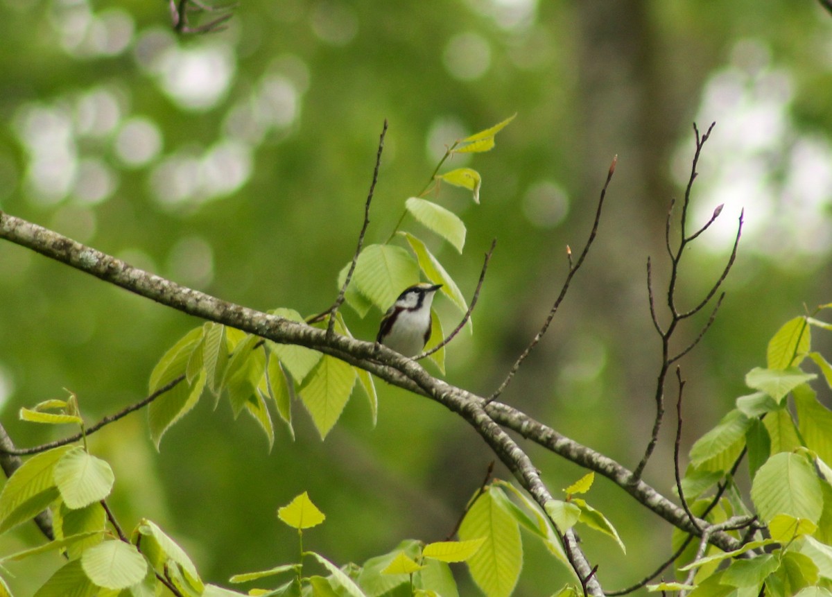 Chestnut-sided Warbler - William Hoeck