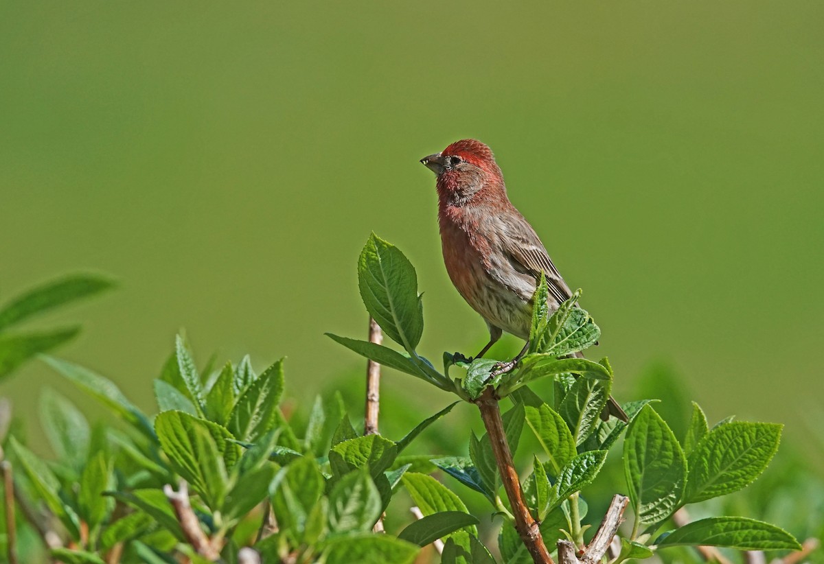 House Finch - ML619344627