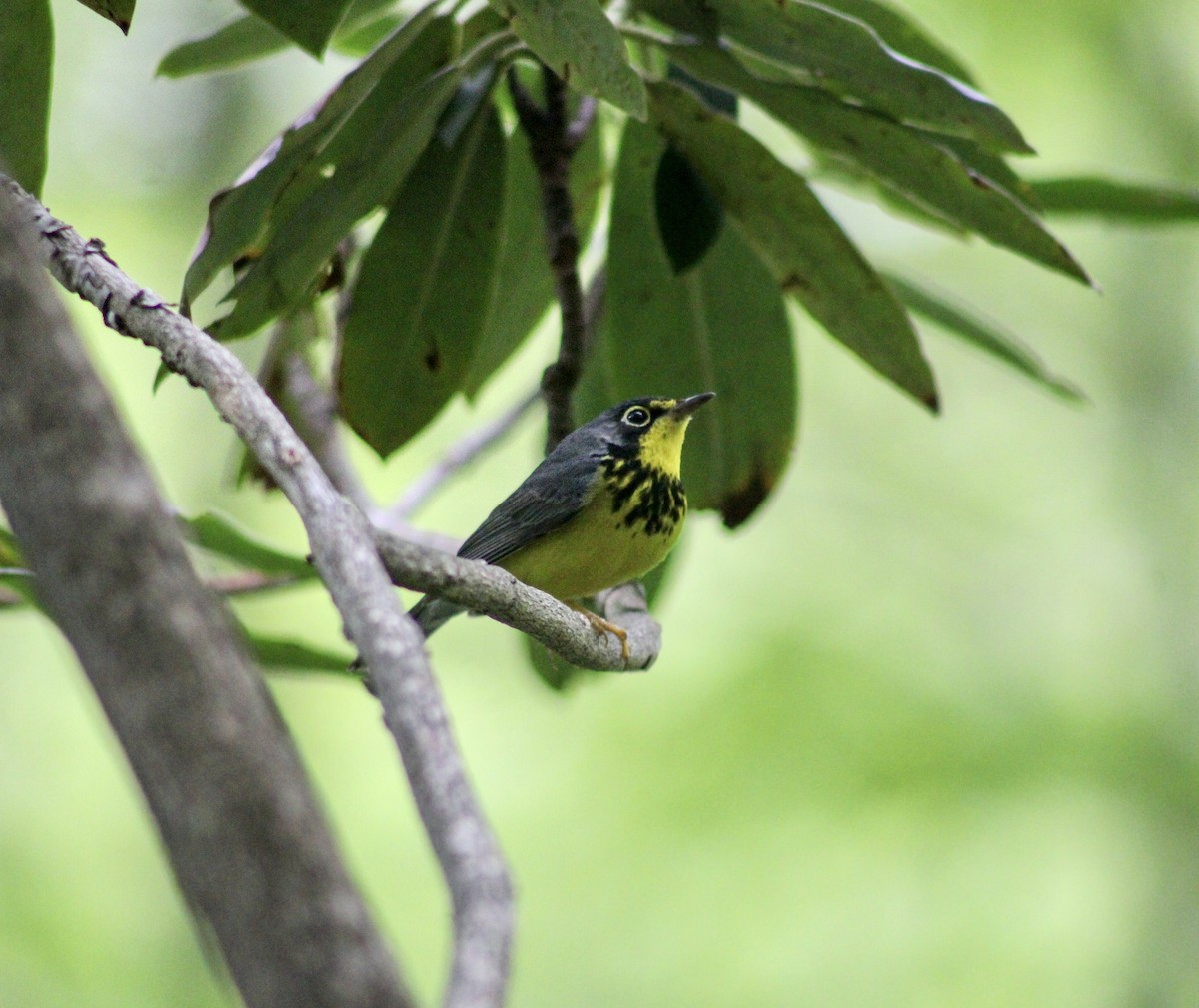 Canada Warbler - William Hoeck