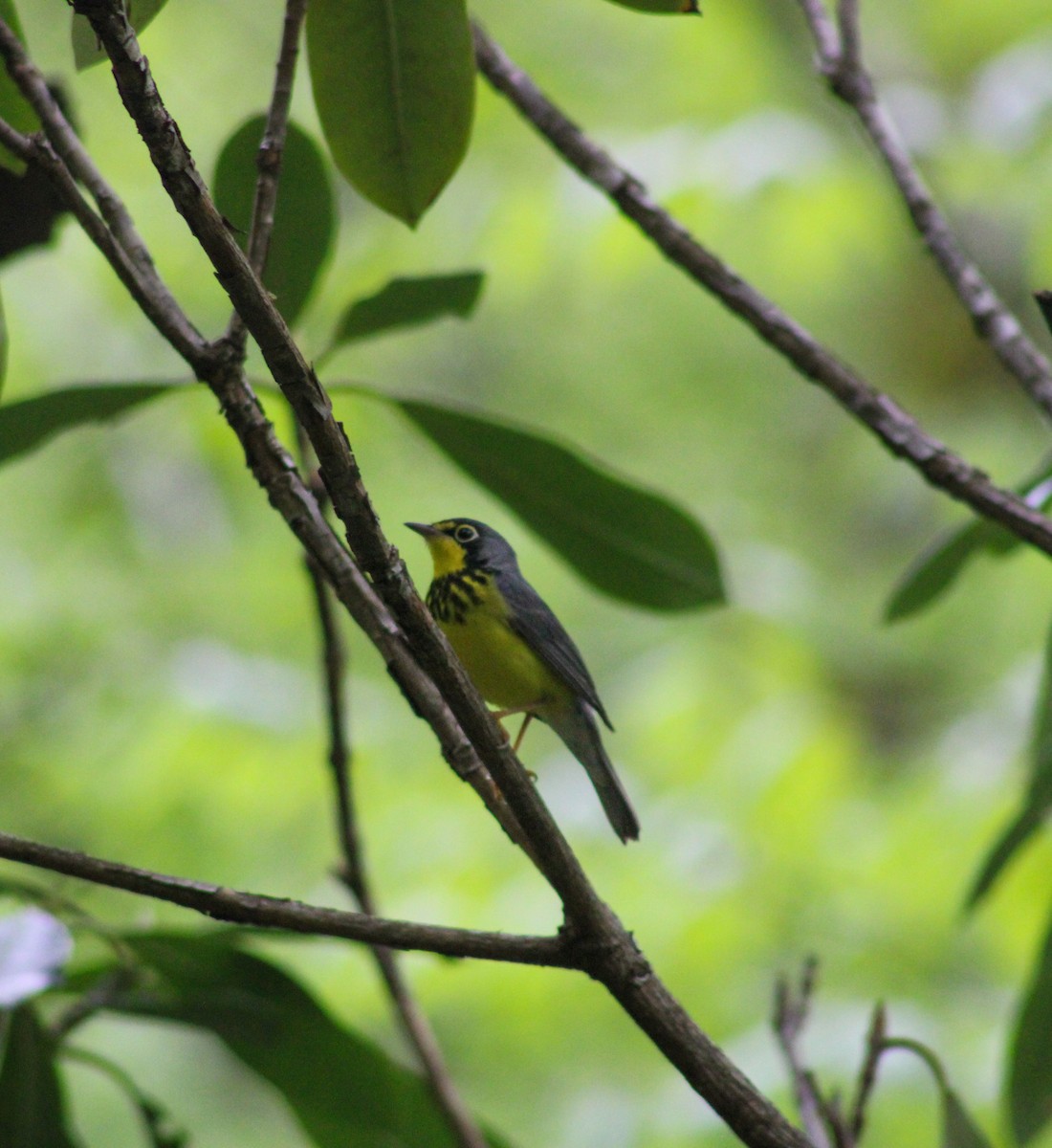 Canada Warbler - ML619344633