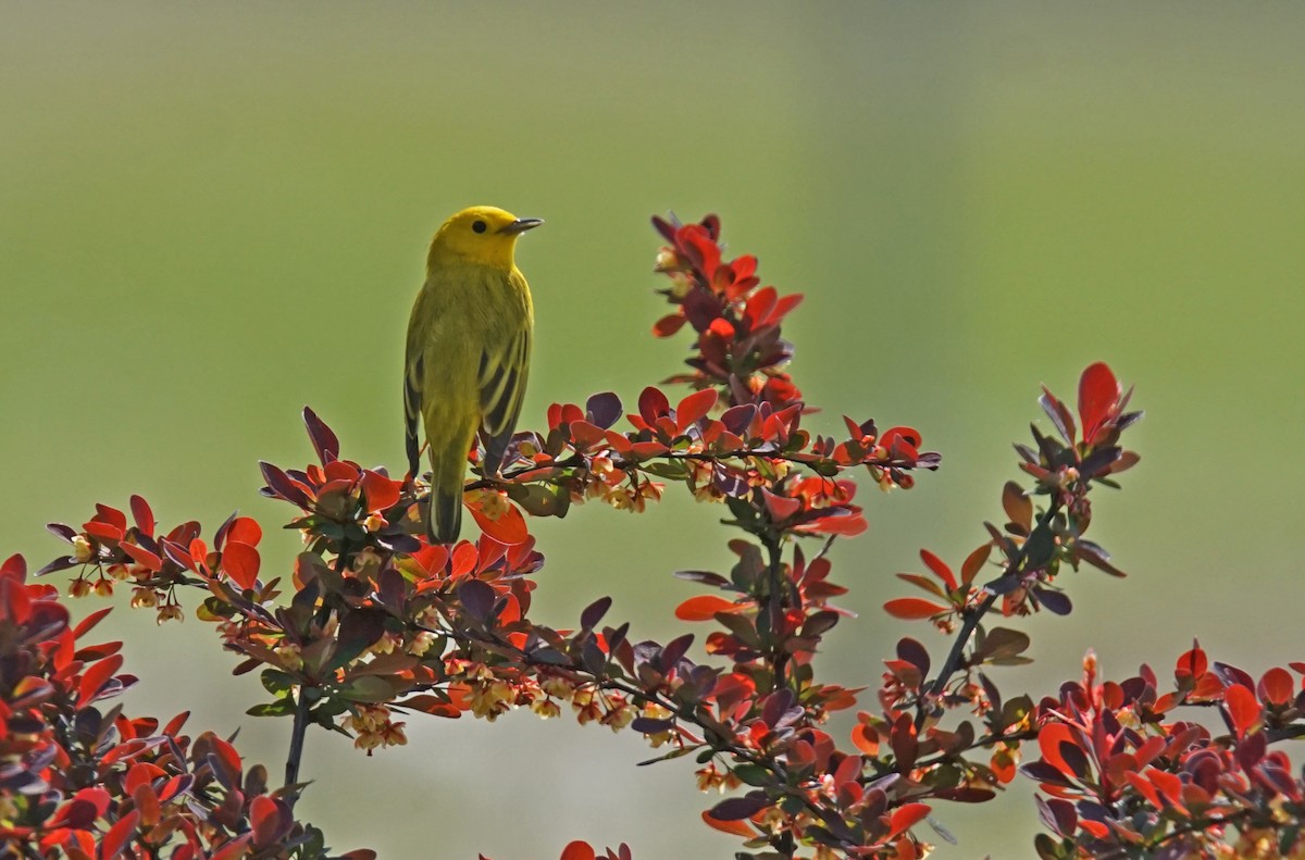 Yellow Warbler - ML619344638