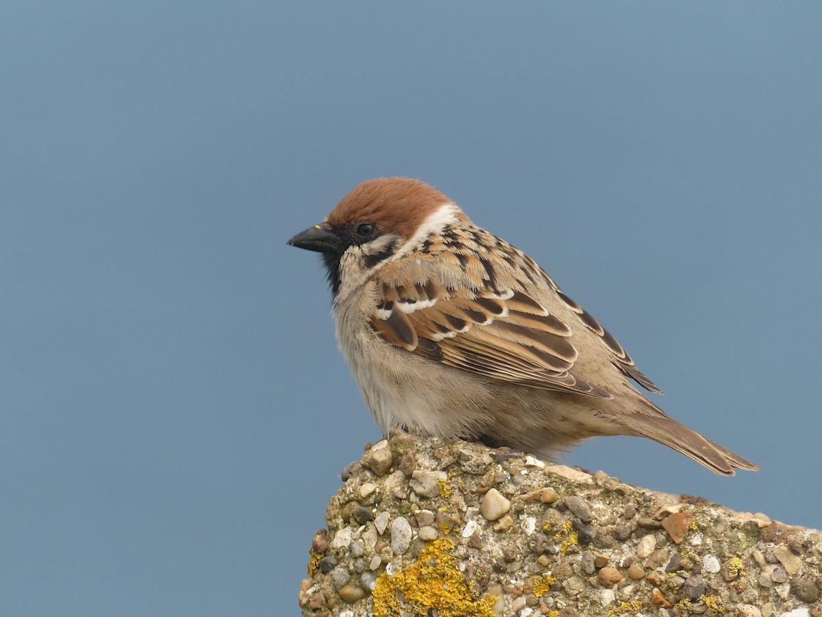 Eurasian Tree Sparrow - Duncan Wiseman