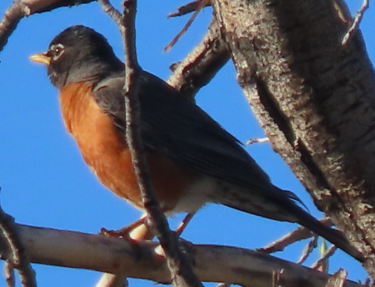 American Robin - BEN BAILEY