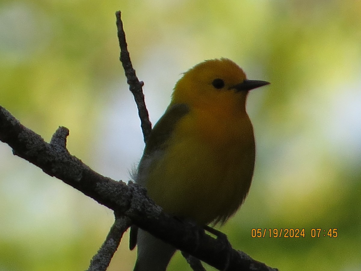 Prothonotary Warbler - ML619344699