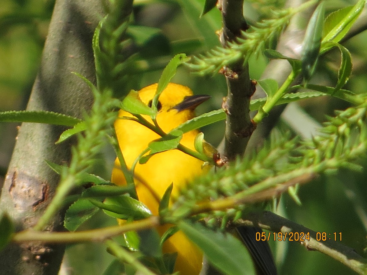 Prothonotary Warbler - ML619344700
