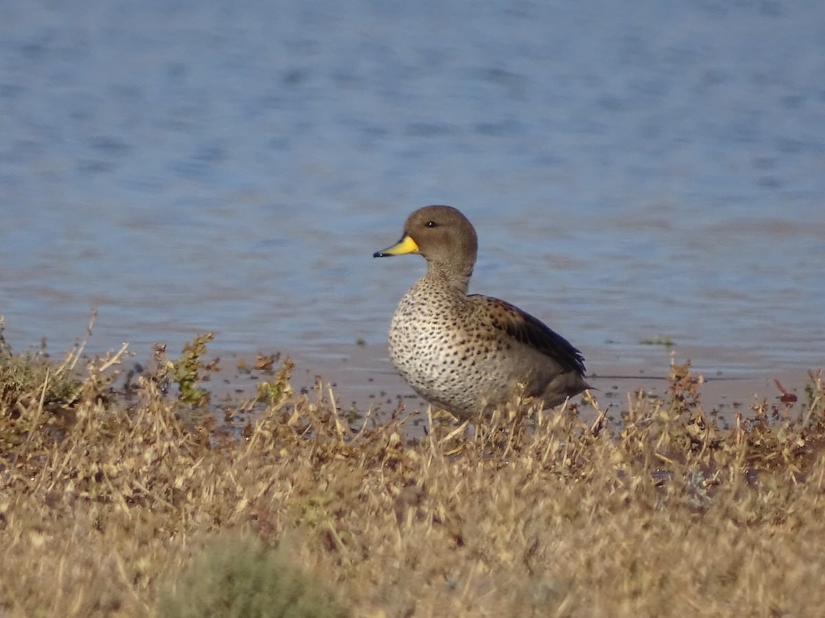 Cerceta Barcina (flavirostris) - ML619344722