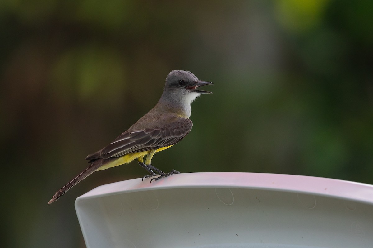 Tropical Kingbird - ML619344726