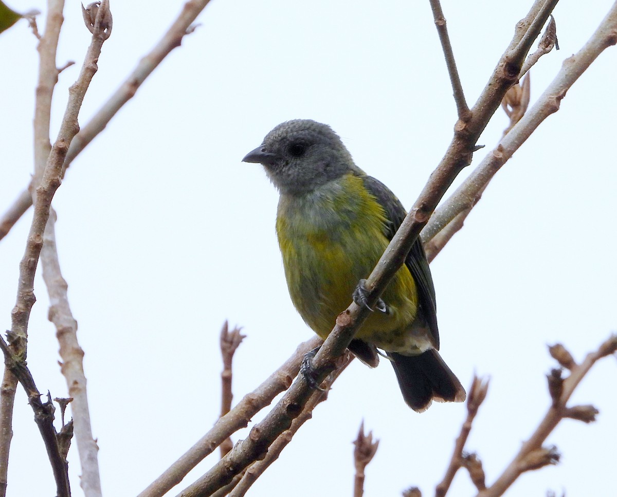 Black-headed Tanager - ML619344738