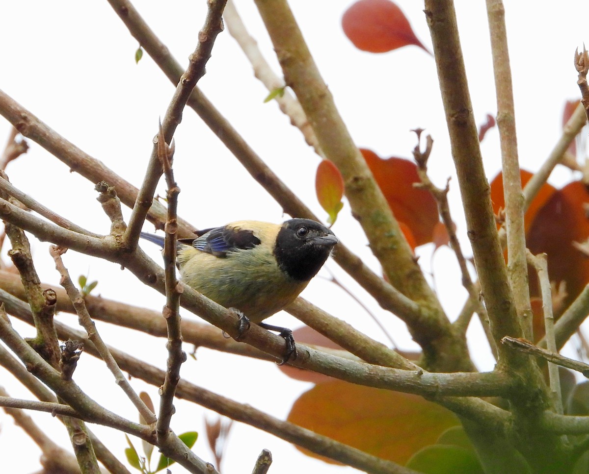 Black-headed Tanager - ML619344739