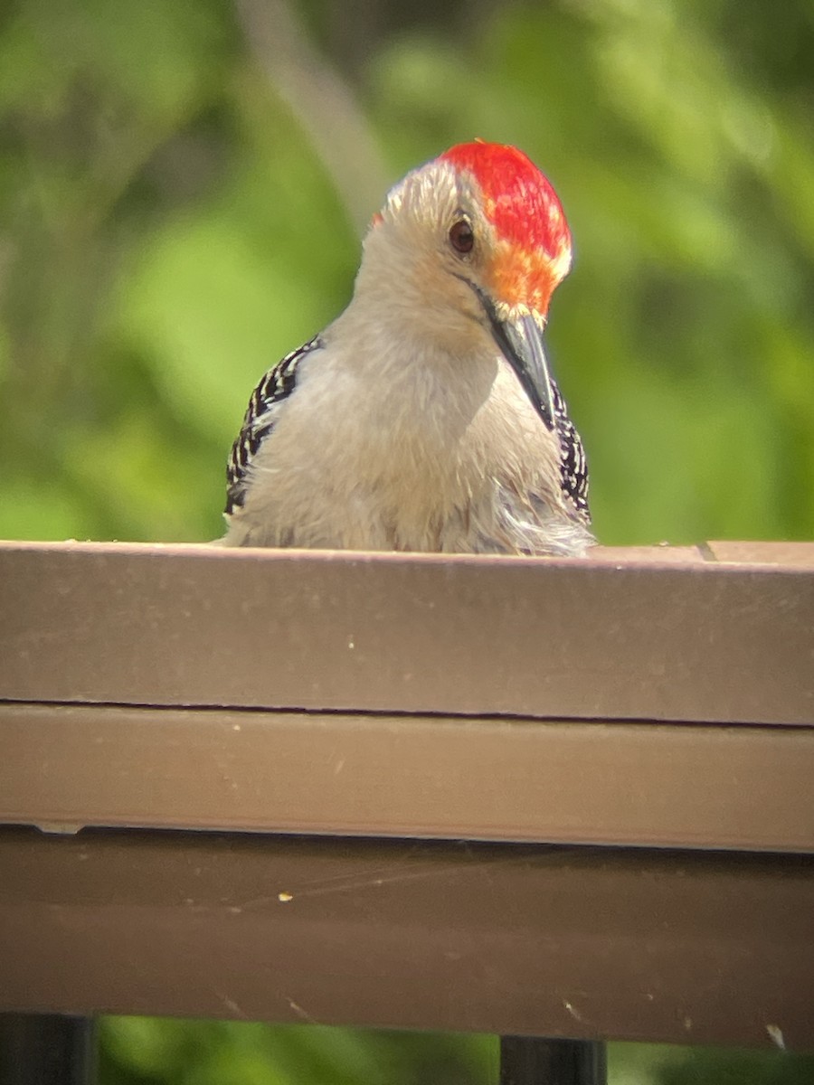 Red-bellied Woodpecker - Katrina Theisen