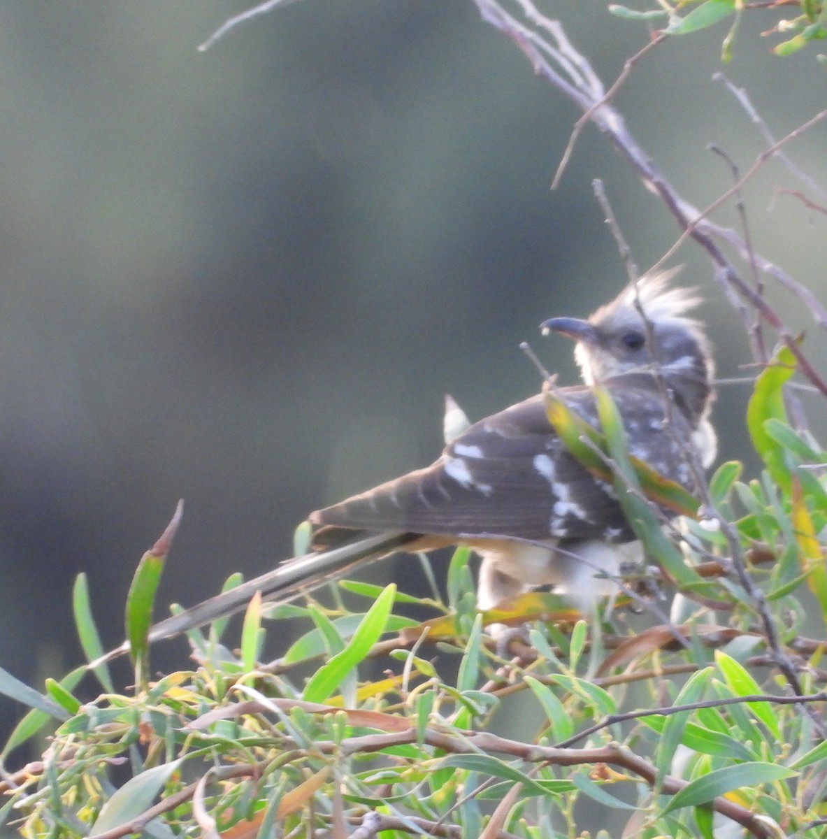 Great Spotted Cuckoo - Merlin Yosef