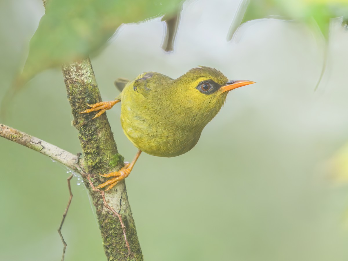 Mountain Black-eye - Zosterops emiliae - Birds of the World