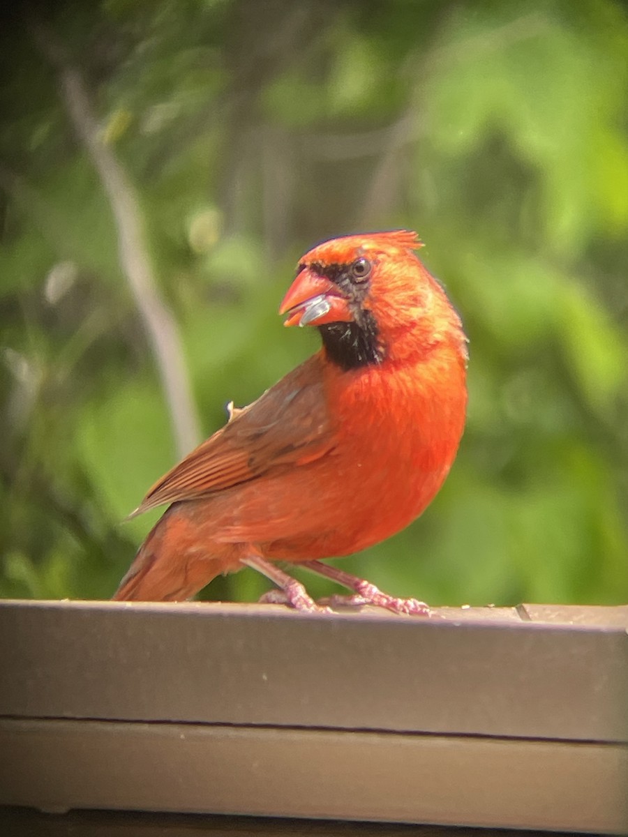 Northern Cardinal - Katrina Theisen