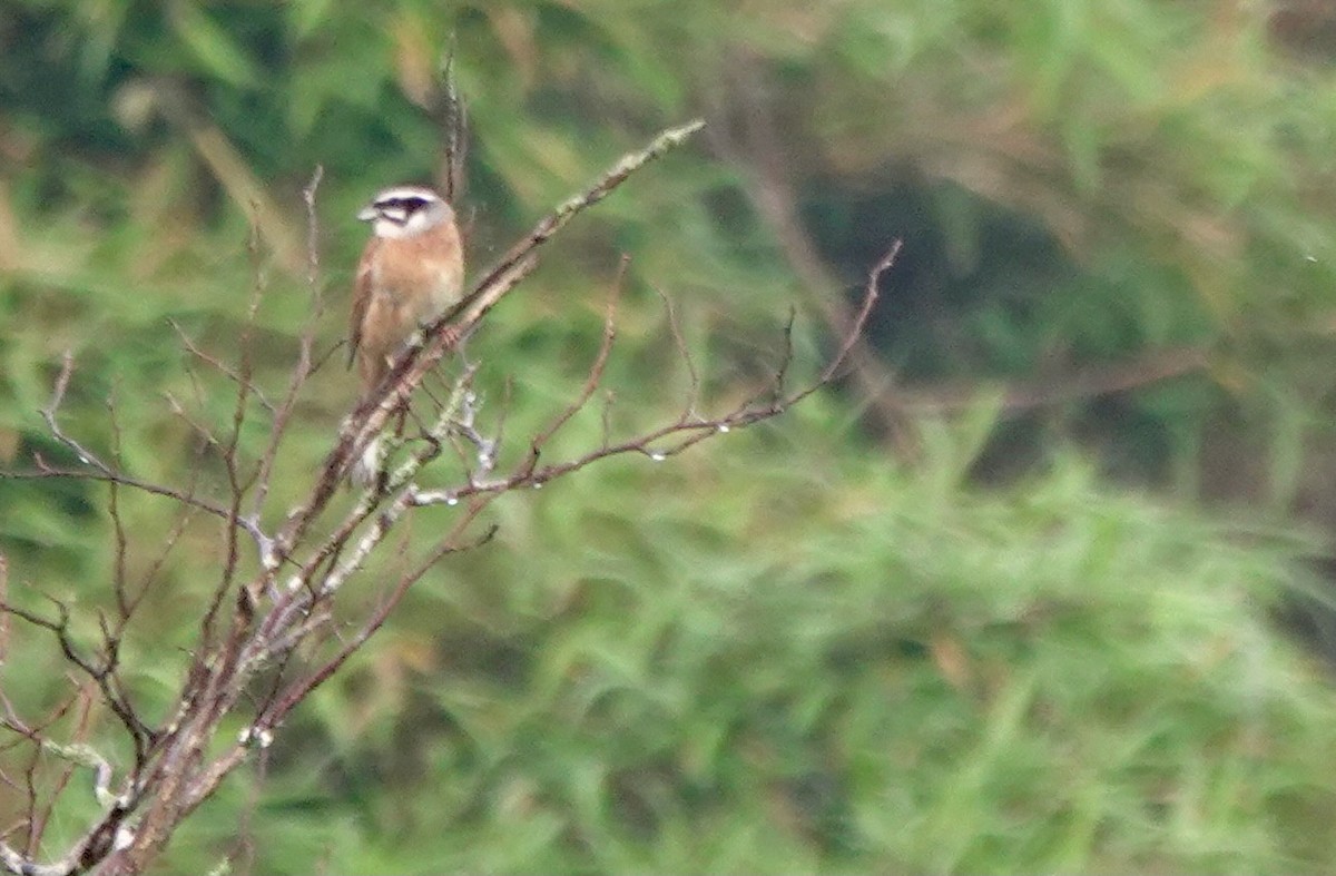 Meadow Bunting - Martin Kennewell