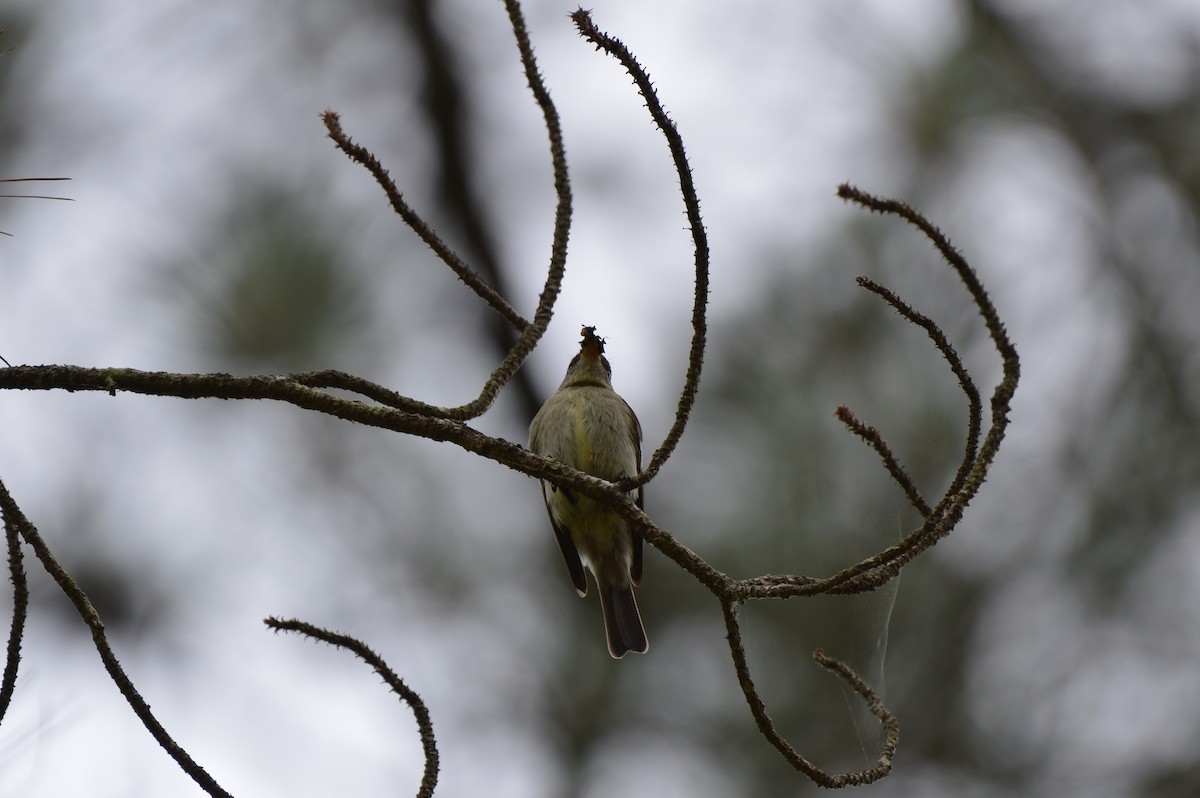 Eastern Wood-Pewee - ML619344772